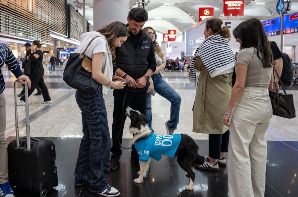 Chó trị liệu Thổ Nhĩ Kỳ hỗ trợ hành khách tại sân bay Istanbul